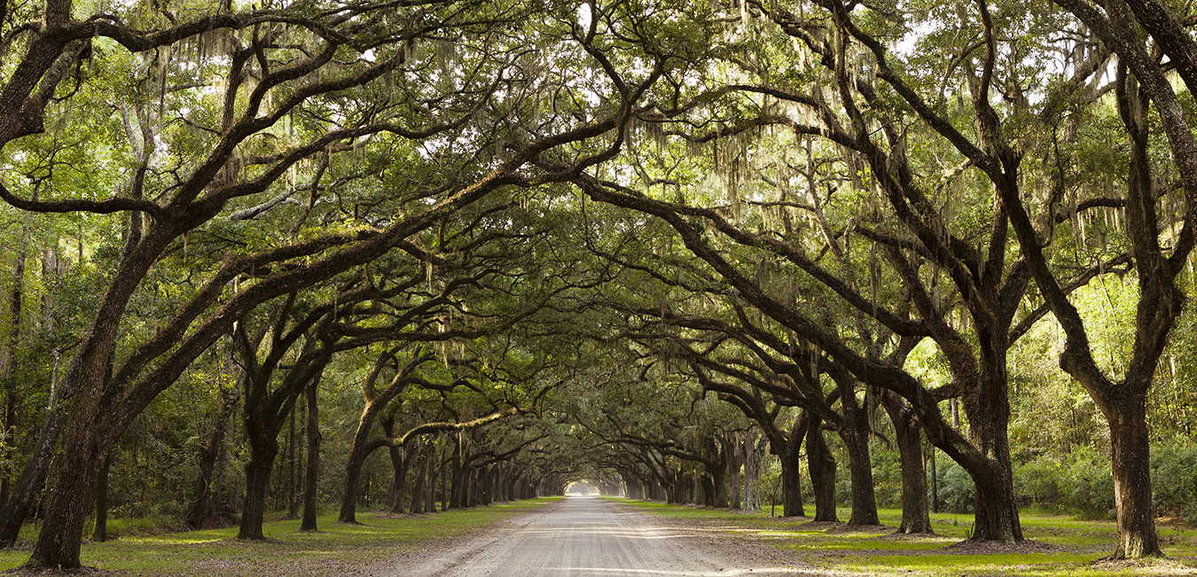 Live Oak Trees From Georgia, USA